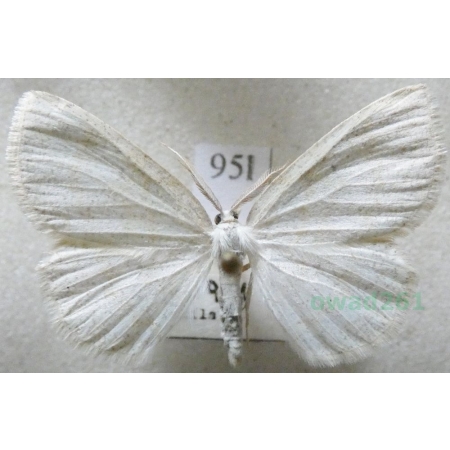 Cabera pusaria (Linnaeus, 1758) Ciemnokres wierzbowiec Czech95l